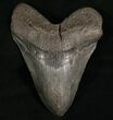 Bargain Megalodon Tooth - South Carolina #7481-1